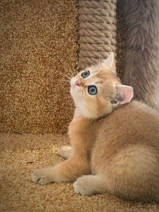 Золота шиншила. Британське кошеня