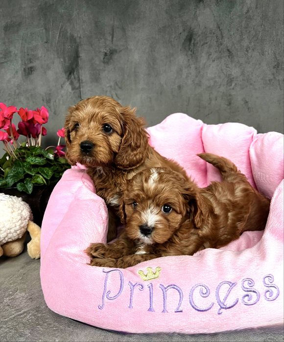Cavapoo suczka - cavalier & pudel toy