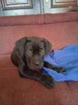 Szczeniak Cane Corso