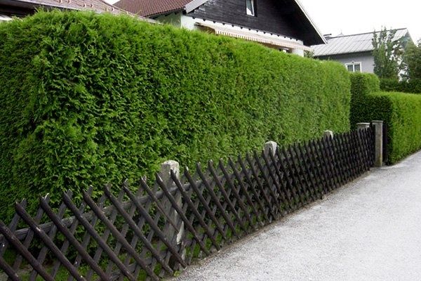 Обрізка та зрізання дерев стрижка туй