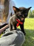 5-6 tygodniowe koteczki do adopcji