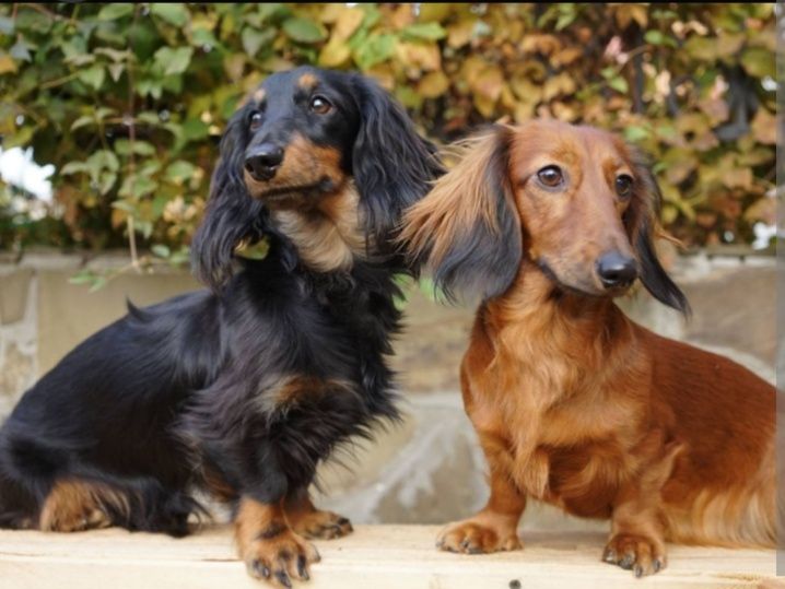 маємо довгошерстну кроля́чу таксу хлопчик  ду́же гарний шустрий