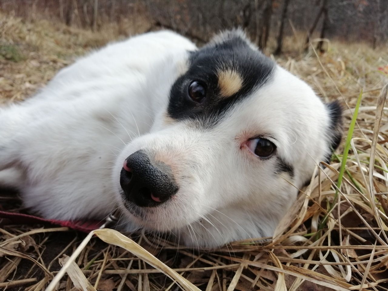 ŁATEK młody spokojny piesek poleca się do adopcji