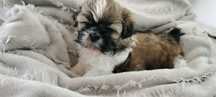 Szczeniak rasy Shih-tzu -suczka