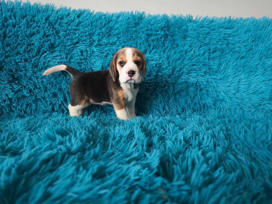 BEAGLE- szczeniak , ZKwP, mniejszy w typie