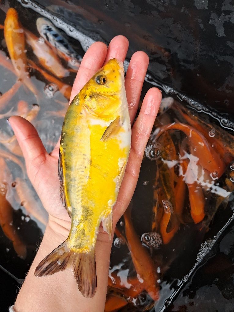 Karp koi narybek kroczek Karp Tołpyga lin