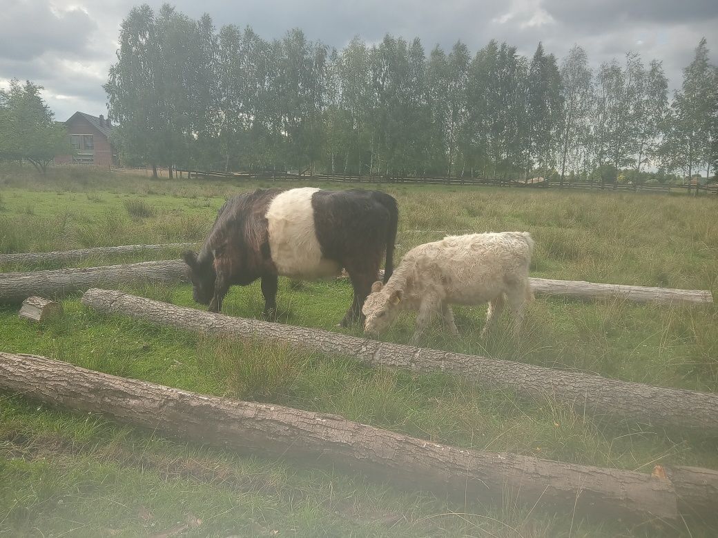 Galloway krowa z jaloweczką