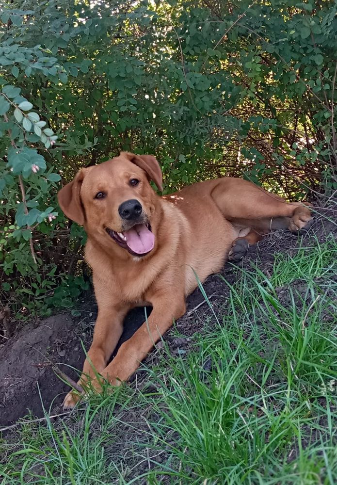 Rocko - młody, kochany pies szuka swojego człowieka