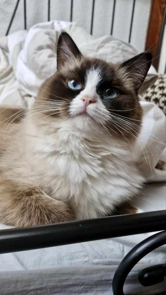 Sorzedam kotkę rasy Ragdoll