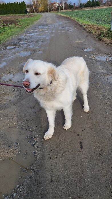 Owczarek Podhalański