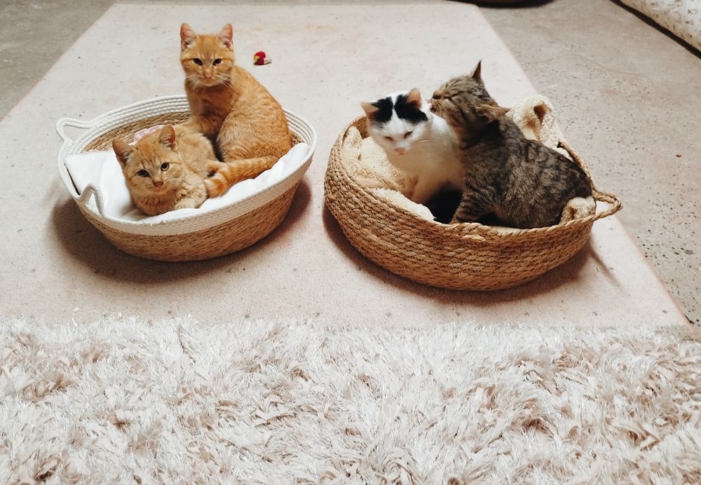 Pralinek, Kokos, Nachos i Cheetos