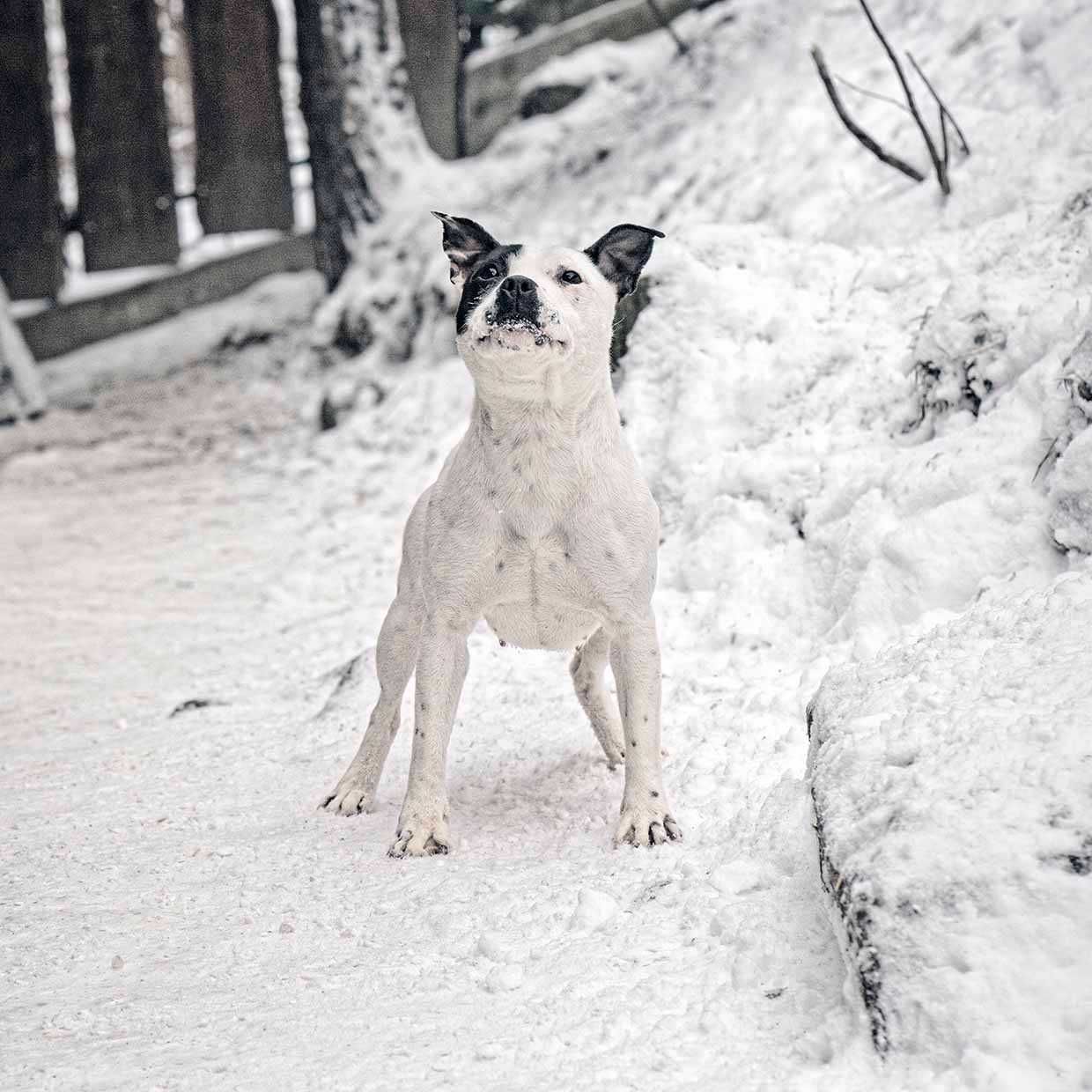 Staffordshire Bull Terrier staffik Piesek z rodowodem