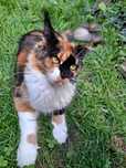 Wyjątkowa koteczka Maine Coon tricolor
