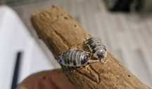 Isopody, ekipa sprzątająca,  Porcellio laevis dairy cow