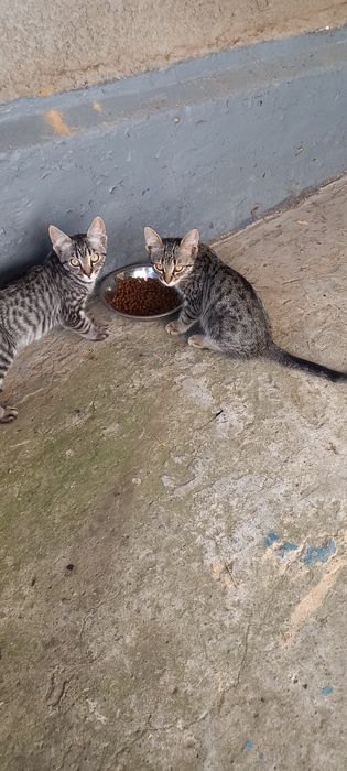 Котенка отдам в семью.