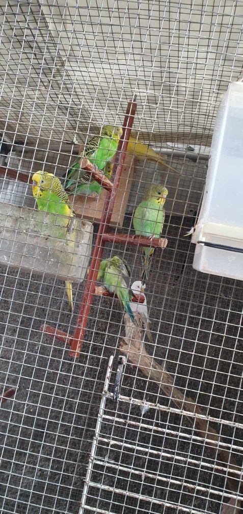 Vendo Piriquitos
