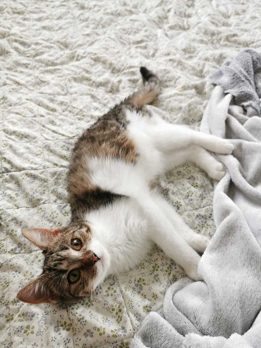 KLUSKA pragnie mieć dom!