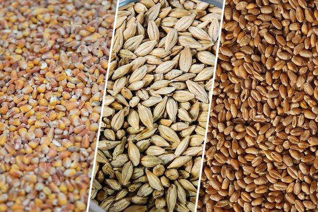 Зерно пшеницы, ячменя, кукурузы