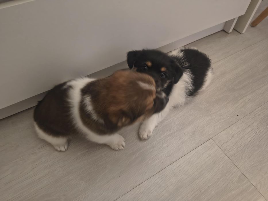 Oddam pieski w dobre ręce