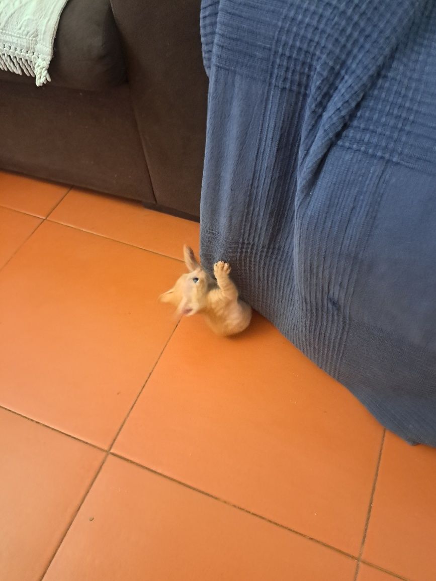 Gatinhos para adoção