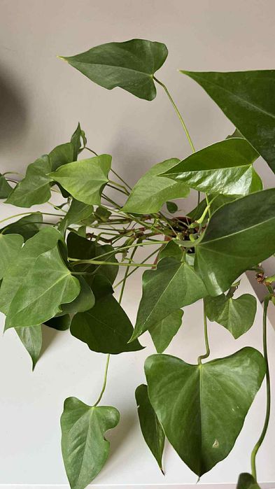 Duże anturium anthurium kwiat roślina