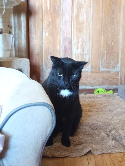 Łagodny kocurek Koda marzy o domku