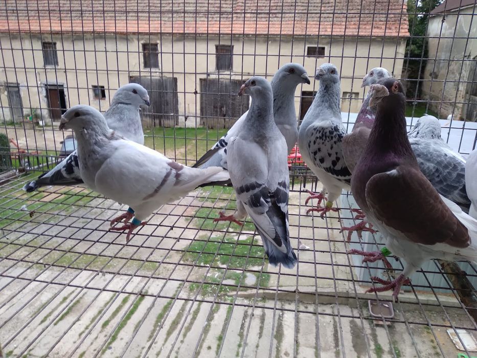 Sprzedam gołębie ozdobne