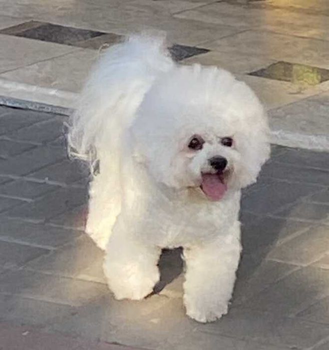 Бишон фризе вязка