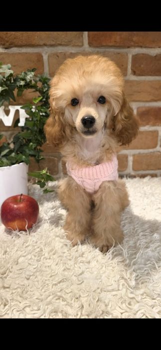 Pudel pudelek miniaturowy - dziewczynka