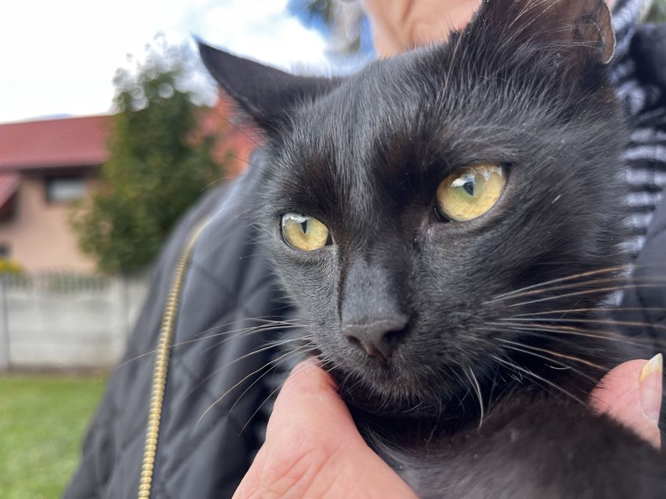 oddam mlodego kotka kocurka