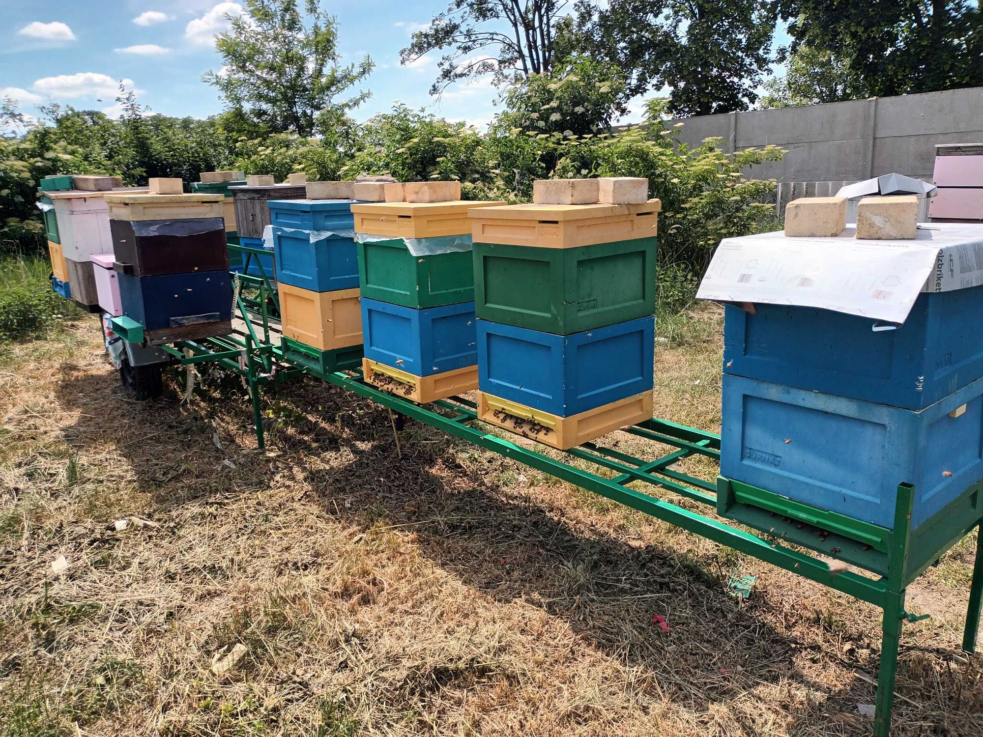 Rodziny pszczele pszczoły