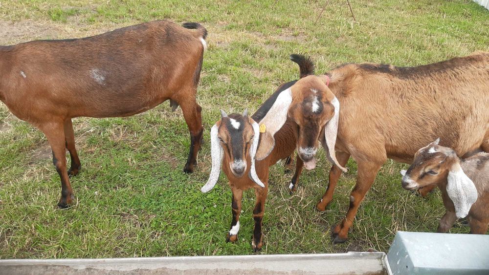 Kozioł Anglonubijski Rodowod NOG