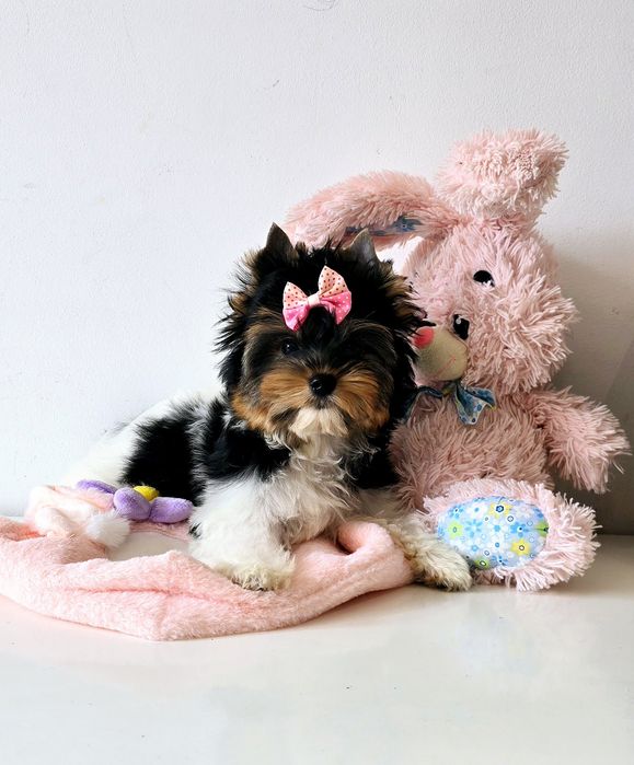 Cudowna suczka do odbioru 100% Biewer Yorkshire Terrier Yorki