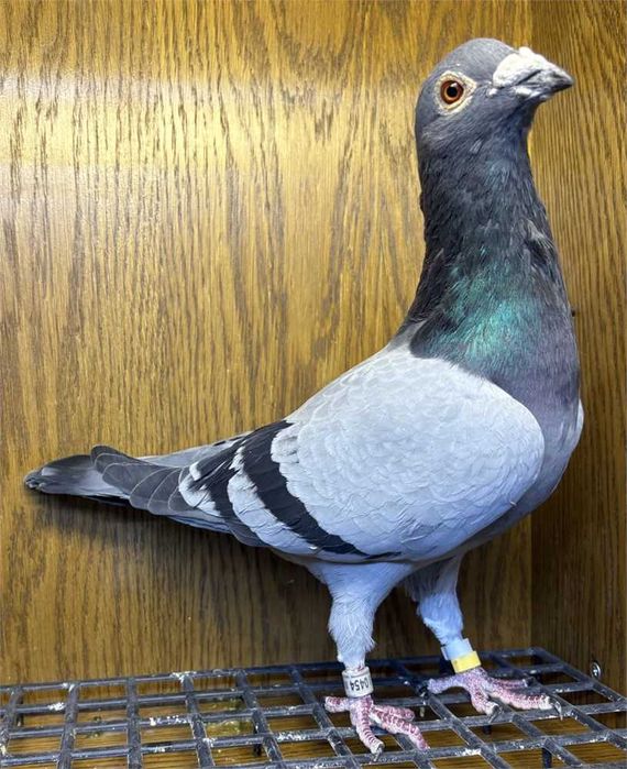 Gołąb gołębie pocztowe  - samiec z rodowodem do rozpłodu