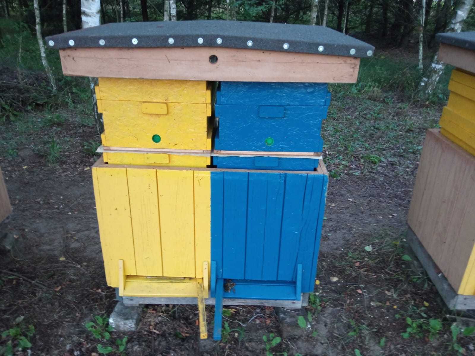 Pszczoły, rodziny pszczele, ule