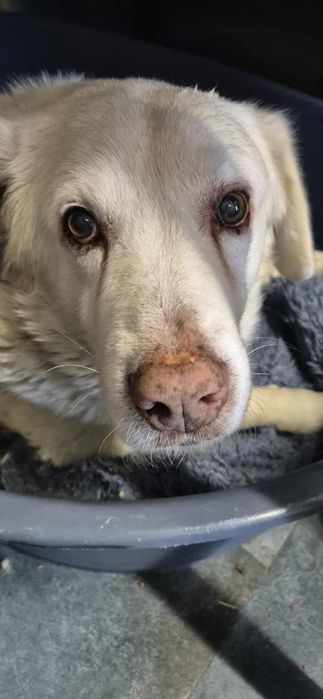 Cudowny senior do adopcji