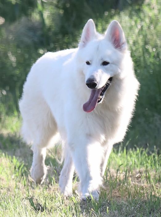 Biały Owczarek piesek