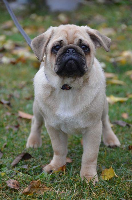 Цуцик 4.5 міс неймовірного коліру