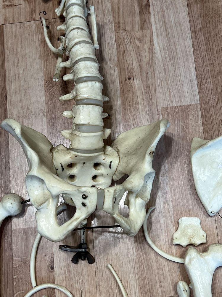 Okazja! Szkielet biologiczny anatomiczny sztuczne kości