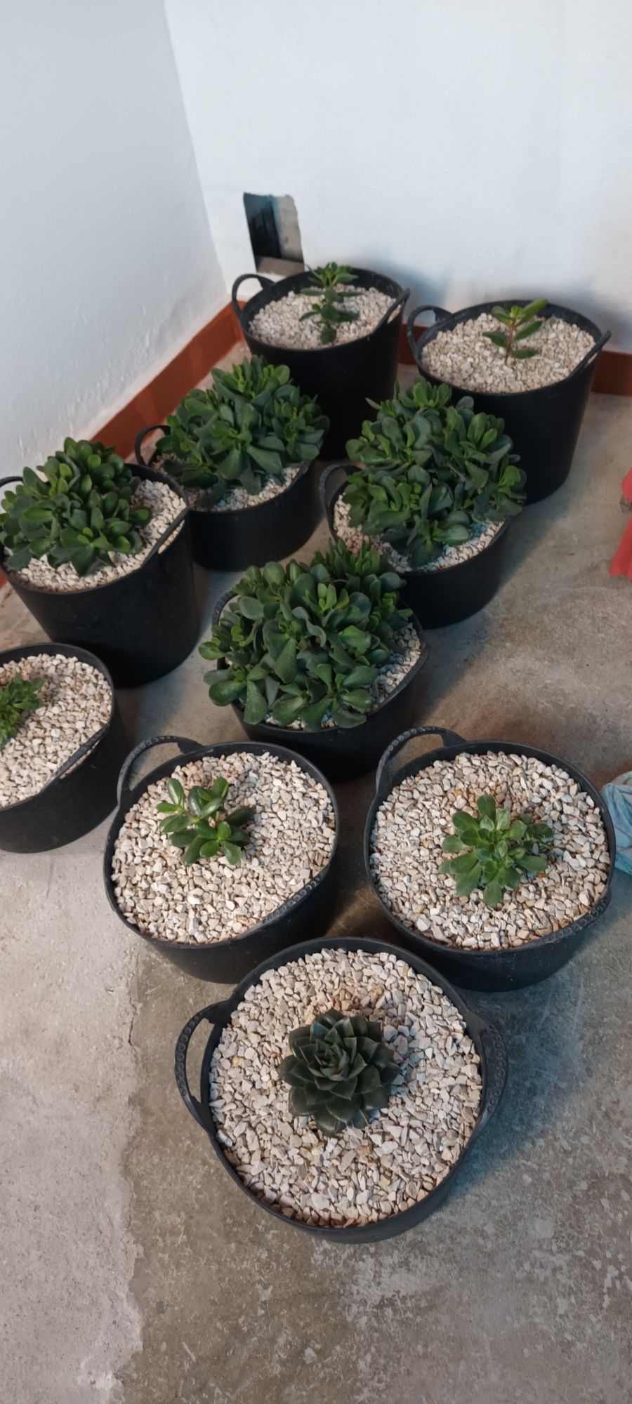Catos e sucolentas