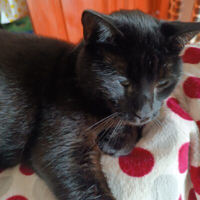 Gaja szuka kochającego domu