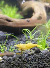 Neocaridina yelow neon