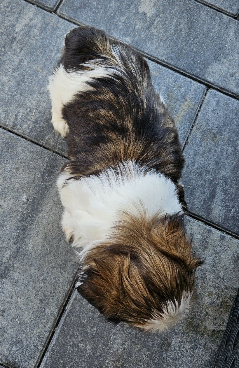 Shih tzu TRI color