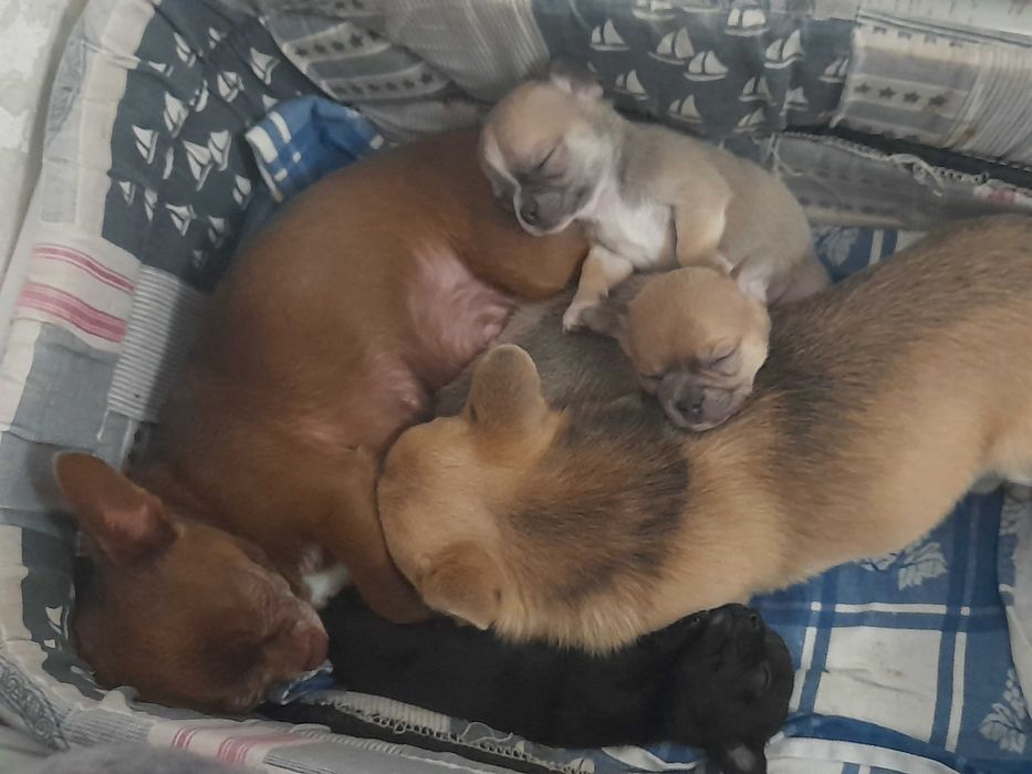 Маленьке щастячко шукає відповідальних батьків