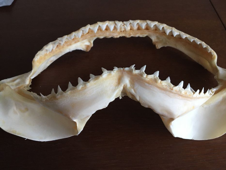 челюсть акулы декор