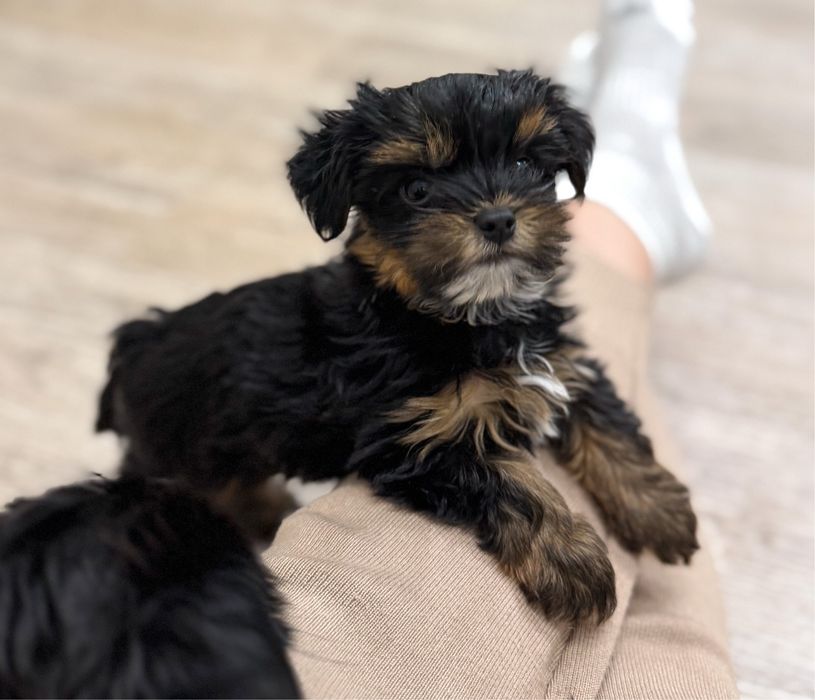 Śliczny malutki piesek Yorkshire Terrier