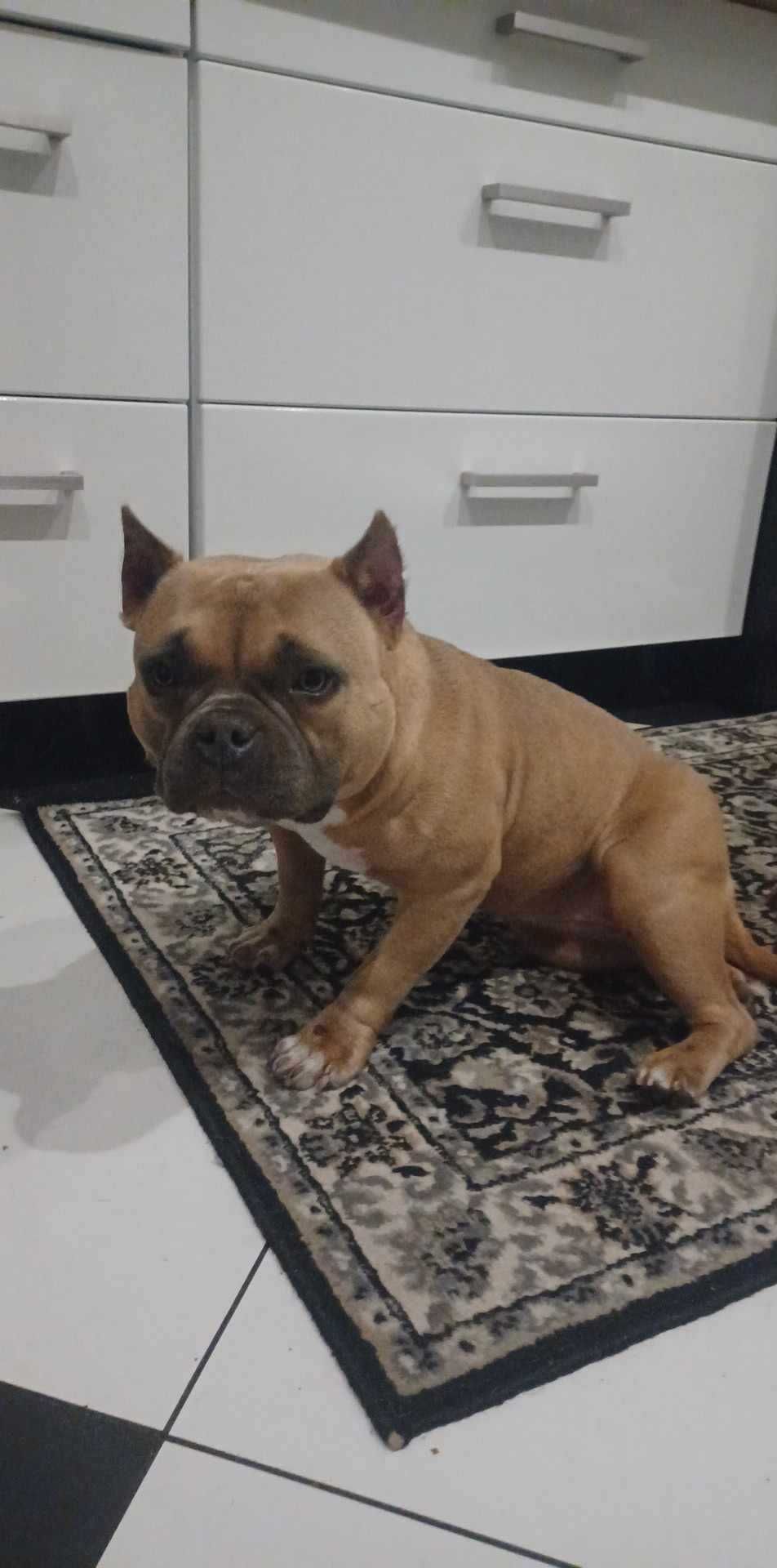 Do adopcji Ziemniaczka, suczka w typie AB TTB Poznań