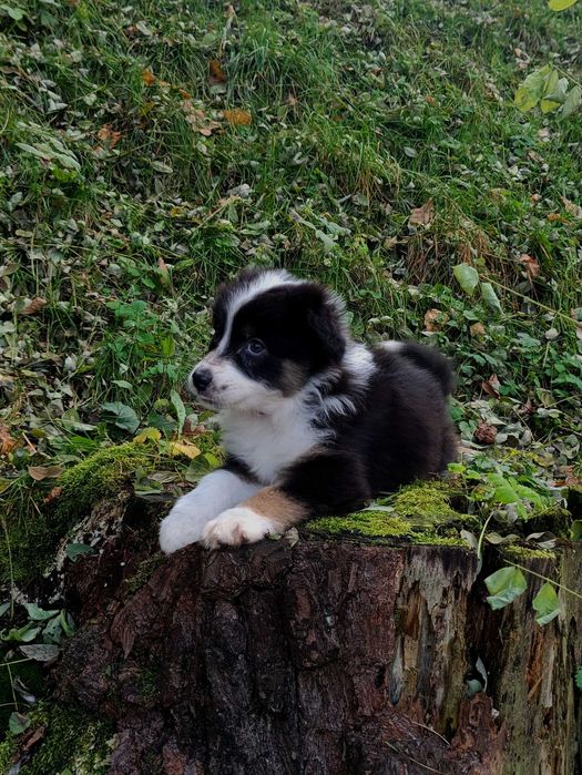 Owczarek australijski (typ amerykański) suczka gotowa do odbioru