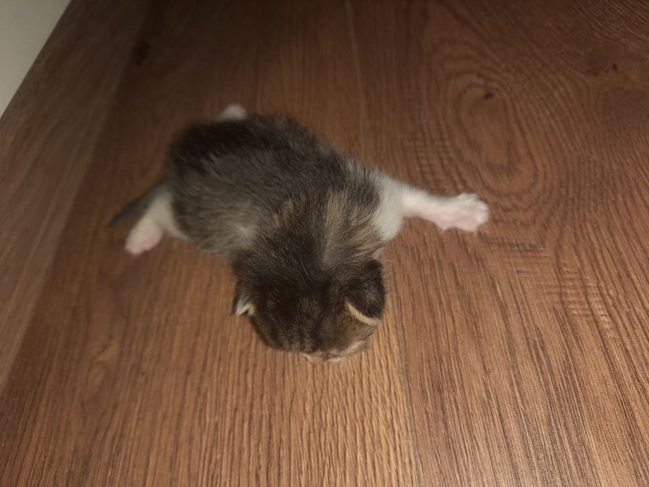 Kotki do adopcji