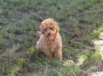 Cavapoo ! CUDOWNY szczeniak ! Cavalier + pudel hybryda